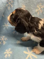 S’more , a female Cavalier King Charles Spaniel and English Toy Spaniel for sale in Brainerd, MN – Photo 7 of 10