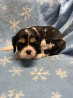 S’more , a female Cavalier King Charles Spaniel and English Toy Spaniel for sale in Brainerd, MN – Photo 6 of 10