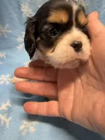 S’more , a female Cavalier King Charles Spaniel and English Toy Spaniel for sale in Brainerd, MN – Photo 1 of 10