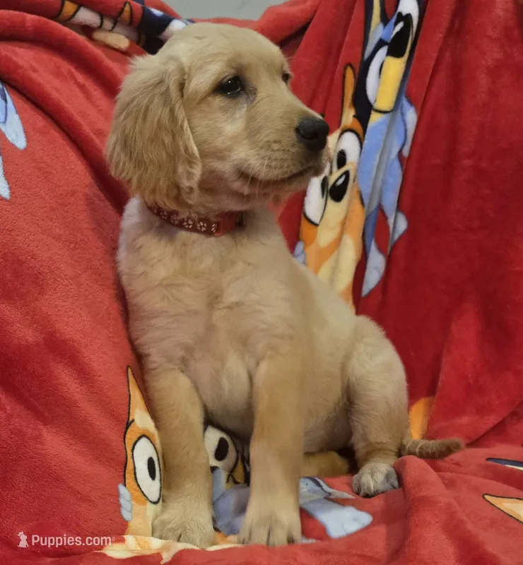 Red girl – Golden Retriever puppy for sale in Bonne Terre, MO