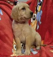 Red girl, a female Golden Retriever for sale in Bonne Terre, MO – 1 of 2