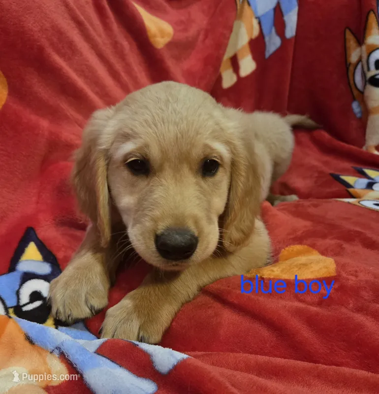 Boys – Golden Retriever puppy for sale in Bonne Terre, MO