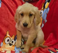 Red girl, a female Golden Retriever for sale in Bonne Terre, MO – 2 of 2