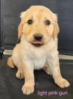 Red girl, a female Golden Retriever for sale in Bonne Terre, MO – 6 of 10