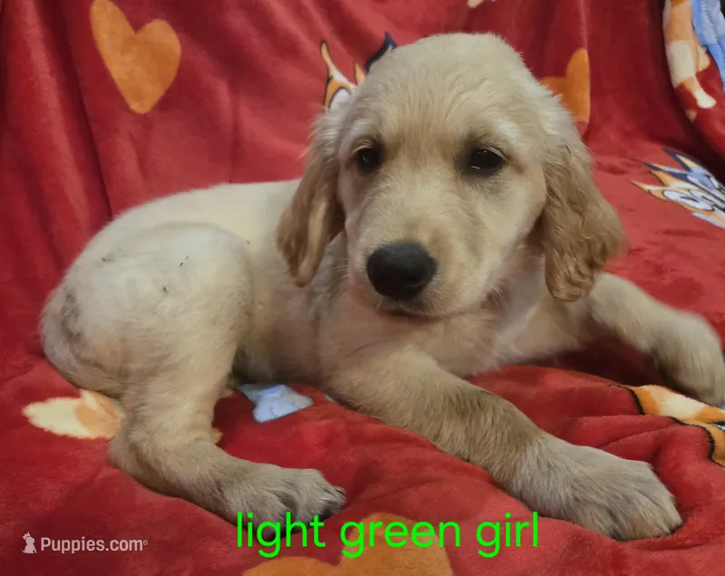Girls – Golden Retriever puppy for sale in Bonne Terre, MO