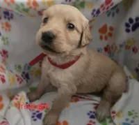 Golden retriever pups, a female Golden Retriever for sale in Bonne Terre, MO – 3 of 10