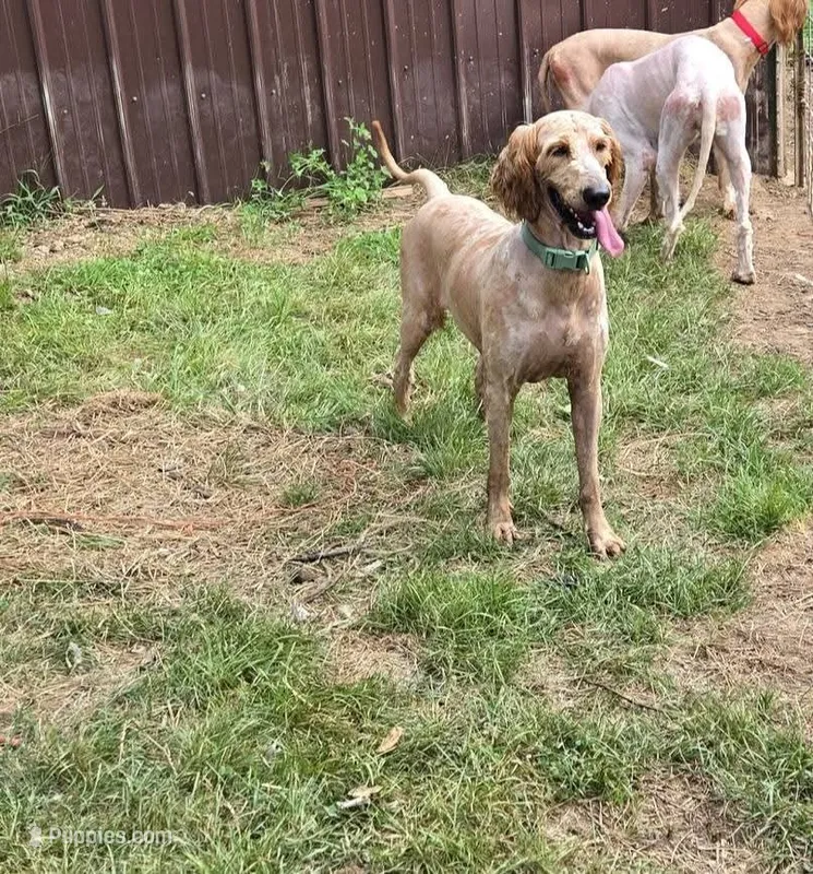 Yellow (saturn) – Goldendoodle puppy for sale in Bonne Terre, MO