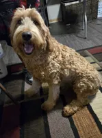 Yellow (saturn), a female Goldendoodle for sale in Bonne Terre, MO – 2 of 3