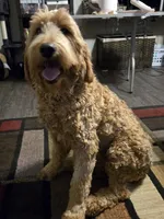 Yellow (saturn), a female Goldendoodle for sale in Bonne Terre, MO – 3 of 3