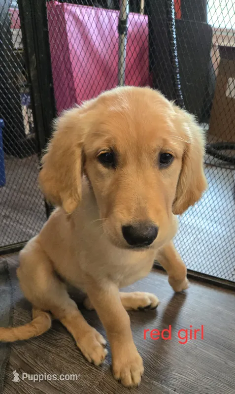 Red girl – Golden Retriever puppy for sale in Bonne Terre, MO