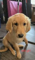 Red girl, a female Golden Retriever for sale in Bonne Terre, MO – 1 of 3