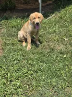 Green, a male Golden Retriever for sale in Bonne Terre, MO – 5 of 7