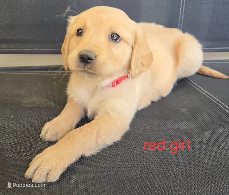 Red girl, a female Golden Retriever for sale in Bonne Terre, MO – 1 of 10