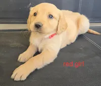 Red girl, a female Golden Retriever for sale in Bonne Terre, MO – 1 of 10