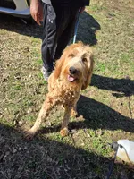 Red ( Jupiter), a female Goldendoodle for sale in Bonne Terre, MO – 3 of 3