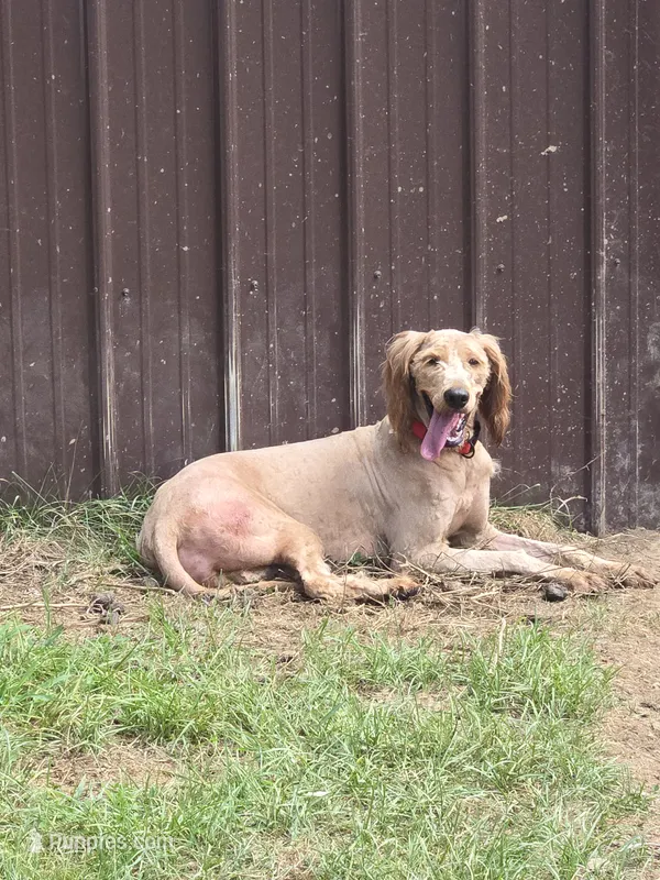 Red ( Jupiter) – Goldendoodle puppy for sale in Bonne Terre, MO