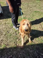 Red ( Jupiter), a female Goldendoodle for sale in Bonne Terre, MO – 2 of 3