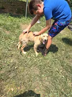 Green, a male Golden Retriever for sale in Bonne Terre, MO – 3 of 7