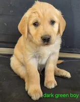 Boys, a male Golden Retriever for sale in Bonne Terre, MO – 1 of 5