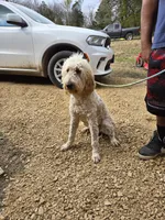 Neptune, a female Goldendoodle for sale in Bonne Terre, MO – 3 of 4
