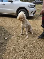 Neptune, a female Goldendoodle for sale in Bonne Terre, MO – 4 of 4