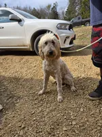 Neptune, a female Goldendoodle for sale in Bonne Terre, MO – 2 of 4
