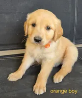 Red girl, a female Golden Retriever for sale in Bonne Terre, MO – 3 of 10