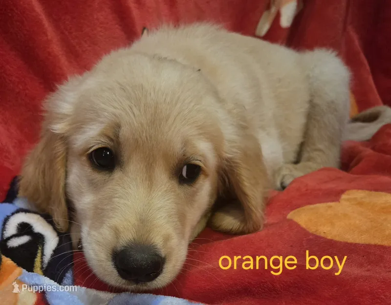 Boys – Golden Retriever puppy for sale in Bonne Terre, MO