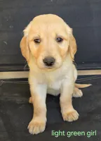 Red girl, a female Golden Retriever for sale in Bonne Terre, MO – 4 of 10