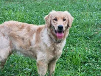 Boys, a male Golden Retriever for sale in Bonne Terre, MO – 5 of 5