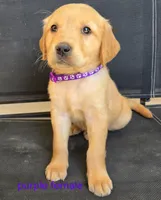 Red girl, a female Golden Retriever for sale in Bonne Terre, MO – 7 of 10