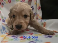 Golden retriever pups, a female Golden Retriever for sale in Bonne Terre, MO – 9 of 10