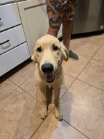 Green, a male Golden Retriever for sale in Bonne Terre, MO – 4 of 7