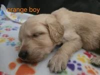 Golden retriever pups, a female Golden Retriever for sale in Bonne Terre, MO – 6 of 10