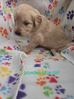 Golden retriever pups, a female Golden Retriever for sale in Bonne Terre, MO – 10 of 10
