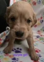 Golden retriever pups, a female Golden Retriever for sale in Bonne Terre, MO – 2 of 10