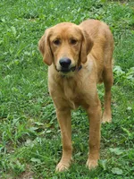 Girls, a female Golden Retriever for sale in Bonne Terre, MO – 10 of 10