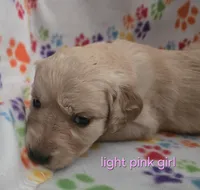 Golden retriever pups, a female Golden Retriever for sale in Bonne Terre, MO – 7 of 10