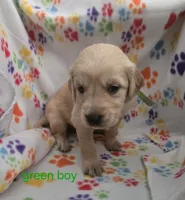 Golden retriever pups, a female Golden Retriever for sale in Bonne Terre, MO – 5 of 10