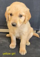 Red girl, a female Golden Retriever for sale in Bonne Terre, MO – 2 of 10