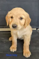 Red girl, a female Golden Retriever for sale in Bonne Terre, MO – 8 of 10