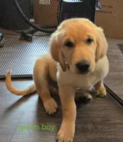 Green, a male Golden Retriever for sale in Bonne Terre, MO – 1 of 3