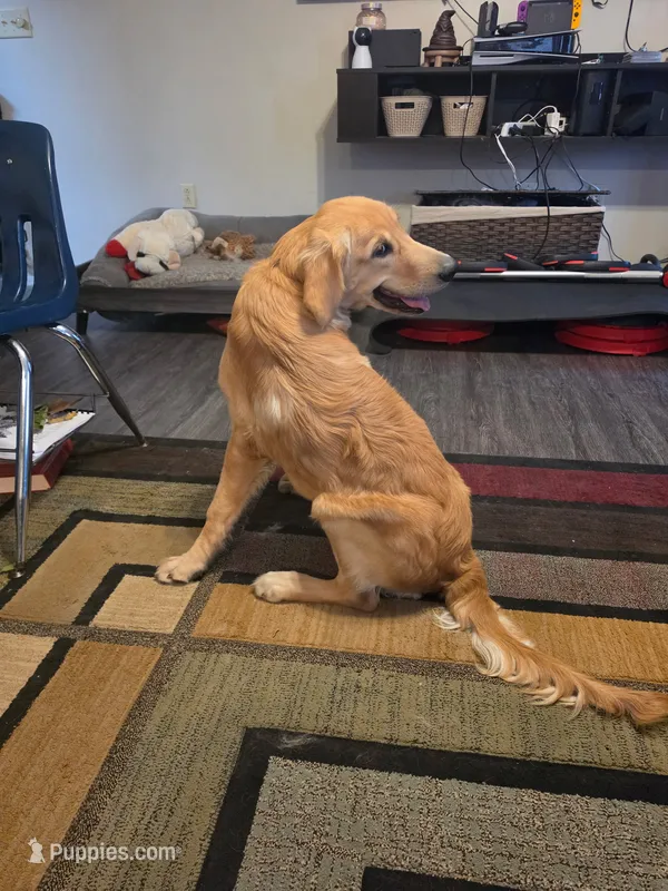 Green – Golden Retriever puppy for sale in Bonne Terre, MO