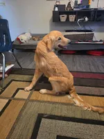 Green, a male Golden Retriever for sale in Bonne Terre, MO – 1 of 7