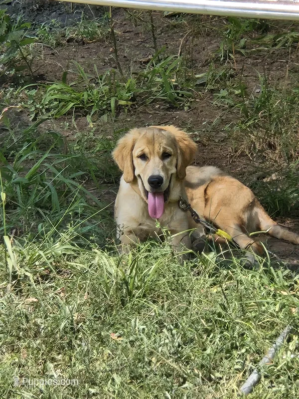 Green – Golden Retriever puppy for sale in Bonne Terre, MO