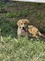 Green, a male Golden Retriever for sale in Bonne Terre, MO – 2 of 7