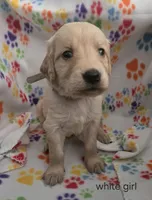 Golden retriever pups, a female Golden Retriever for sale in Bonne Terre, MO – 4 of 10