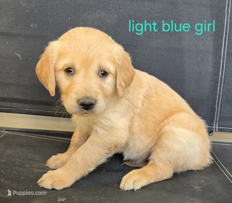 Girls – Golden Retriever puppy for sale in Bonne Terre, MO