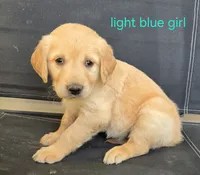 Red girl, a female Golden Retriever for sale in Bonne Terre, MO – 5 of 10