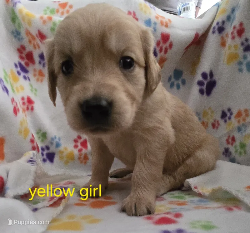 Golden retriever pups – Golden Retriever puppy for sale in Bonne Terre, MO